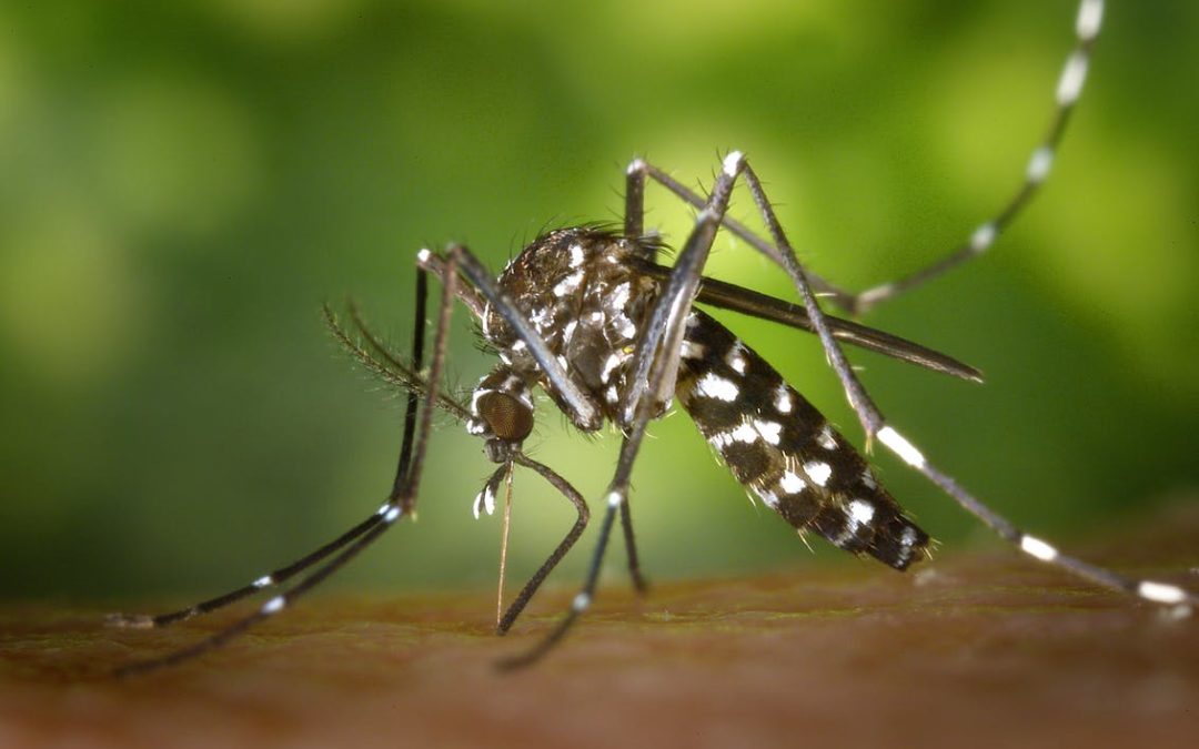 First mosquitoes test positive for West Nile virus